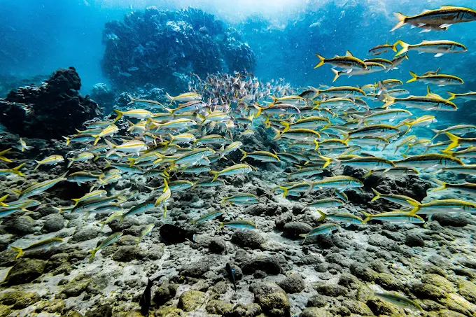 Hum Hum Fish Humuhumunukunukuāpuaʻa: Hawaii's State Fish and How to Pronounce It ...